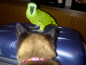 O papagaio Bob em cima de uma mala de viagem (Foto: Arquivo pessoal)