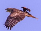 Pássaro é flagrado pegando 'carona' nas costas de ave de rapina nos EUA