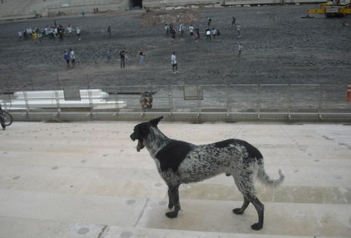 Cabral, cachorro famoso por invadir a Arena Corinthians, é encontrado