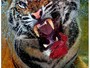 Tigre mergulha na água para comer pedaço de carne