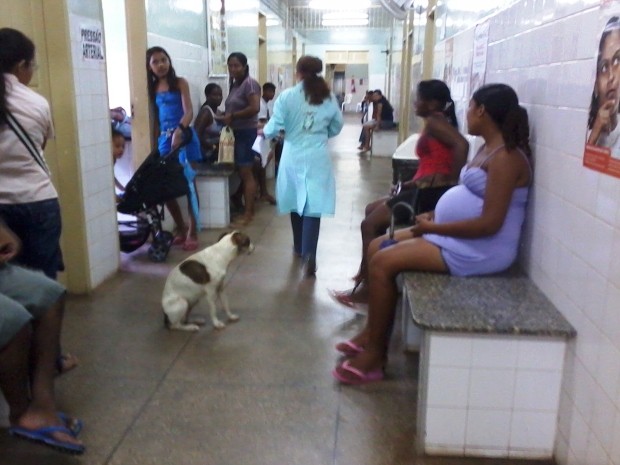 Cachorro é ignorado até mesmo pelos profissionais da Saúde (Foto: Douglas Pinto/G1 MA)