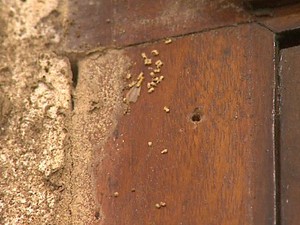Cupins na igreja causaram danos às telas de Candido Portinari (Foto: Valdinei Malagutti/EPTV)
