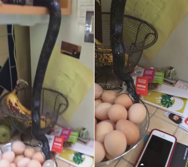 Casal flagrou cobra enorme deslizando por armrio e atacando cesta de ovos (Foto: Reproduo/YouTube/Laura Neff)