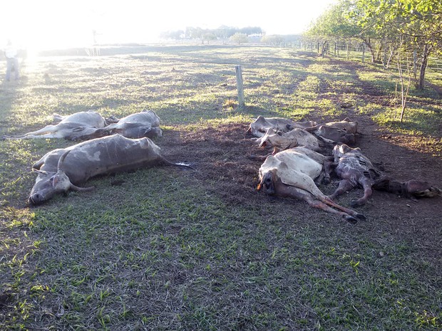 Animais mortos foram encontrados caídos em ribeirão e no pasto (Foto: Divulgação/Polícia Ambiental)