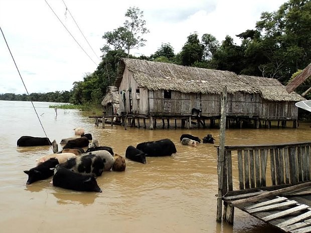 Rio Purus atingiu as cidades de Boca do Acre, Canutama, Lábrea e Pauini (Foto: Divulgação/AAM)
