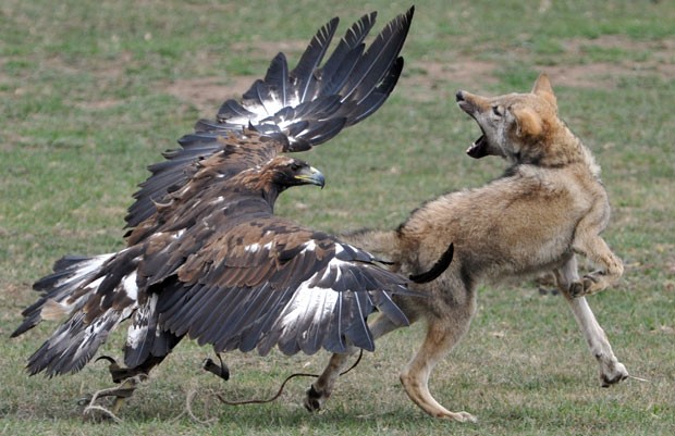 Em outra competição, treinadores lançam suas águias para atacar lobos (Foto: Vyacheslav Oseledko/AFP)