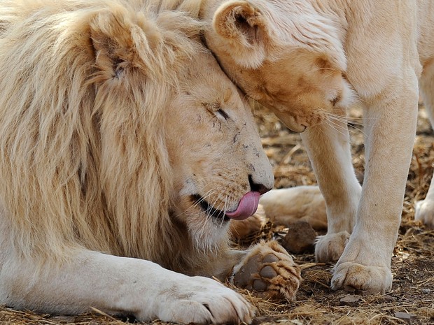 Leões são vistos no Entabeni Safari Conservancy, em Limpopo, na África do Sul, em foto de 31 de julho de 2012 (Foto: AFP Photo/Stephane De Sakutin)