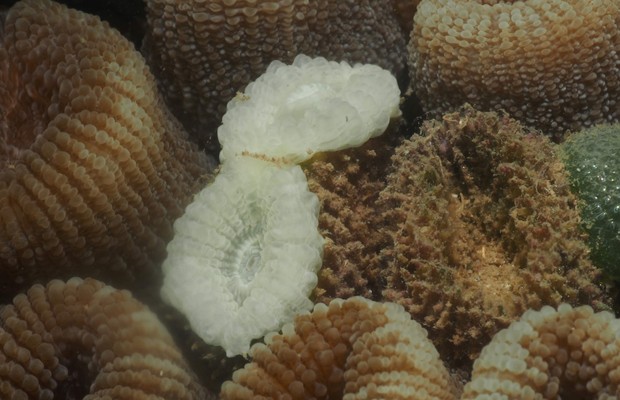 Coral de Recife de Fora, no sul da Bahia, fica branco por conta do branqueamento de corais causado pelo aumento de temperatura dos oceanos (Foto: Projeto Coral Vivo)