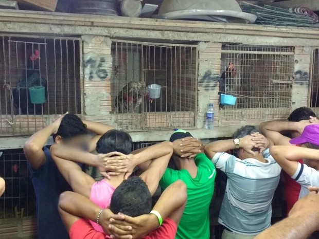 Polícia resgatou 60 aves em uma rinha de galo em Caruaru (Foto: Divulgação/Polícia Militar)