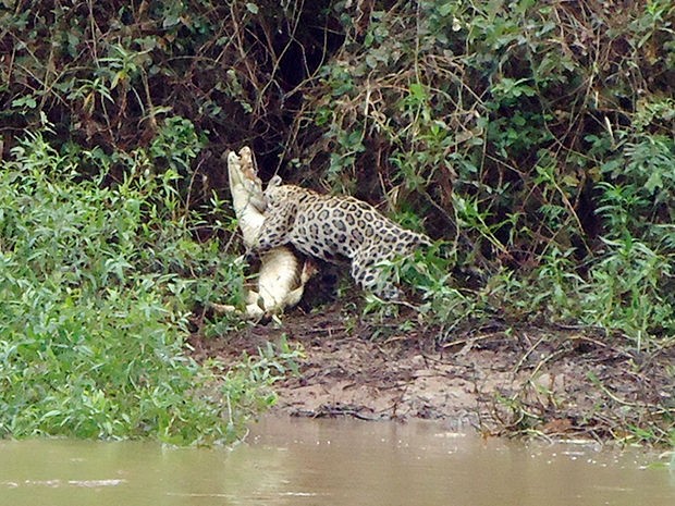 Onça capturou jacaré às margens de rio no Pantanal (Foto: Juliano Macedo/ VC no G1)