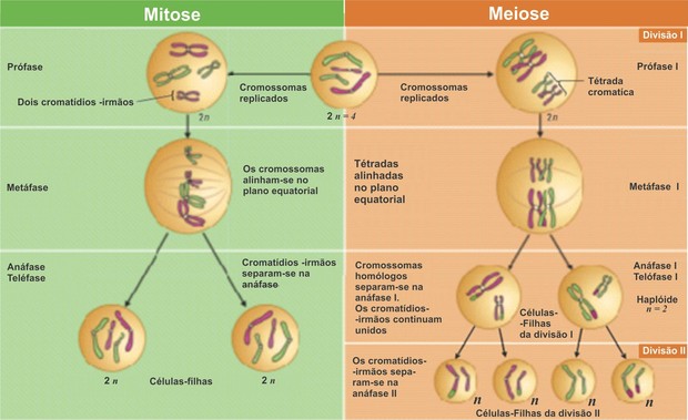 Meiose e mitose (Foto:  Netxplica.com)