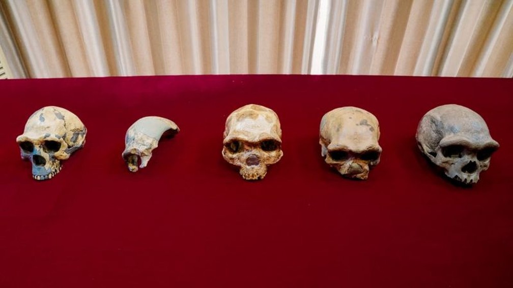 Pesquisadores afirmam que forma do antigo ser humano (primeiro do lado esquerdo) pode ter evoluído para o relativamente moderno Homem Dragão (ultimo à direita) ao longo de milhões de anos — Foto: Kai Geng/via BBC