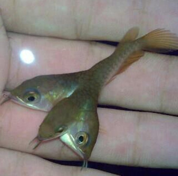 Foto de peixe aruanã-dourado que teria três cabeças provocou discussão na web (Foto: Reprodução/Reddit/Speckz)