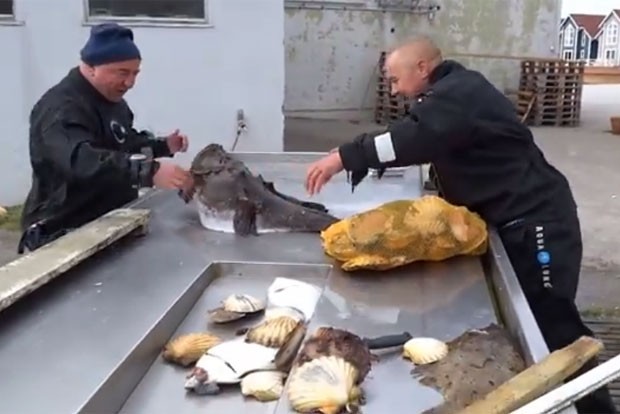 G1 Vídeo de homem com a m u00e3o presa em boca de peixe sapo vira hit na web notícias em Planeta Aparador Line Branco Laqueado ~ G1 Vídeo de homem com a m u00e3o presa em boca de peixe sapo vira hit na web notícias em Planeta