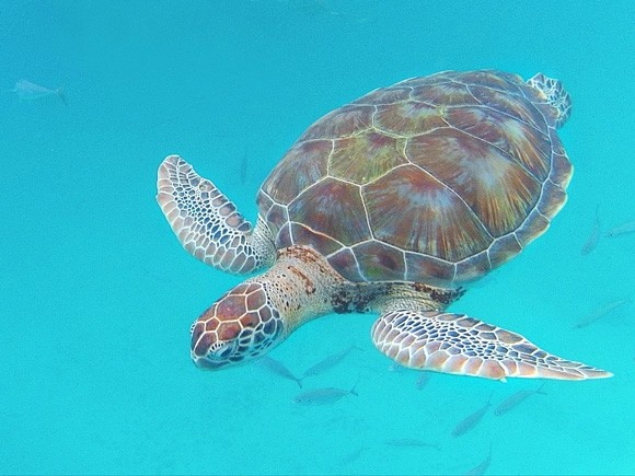 Os 11 Melhores Lugares para Nadar e Mergulhar com Tartarugas Marinhas