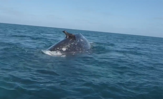 Foca pegou 'carona' nas costas de baleia e surpreendeu turistas no México (Foto: Reprodução/YouTube/WhaleOfATime)