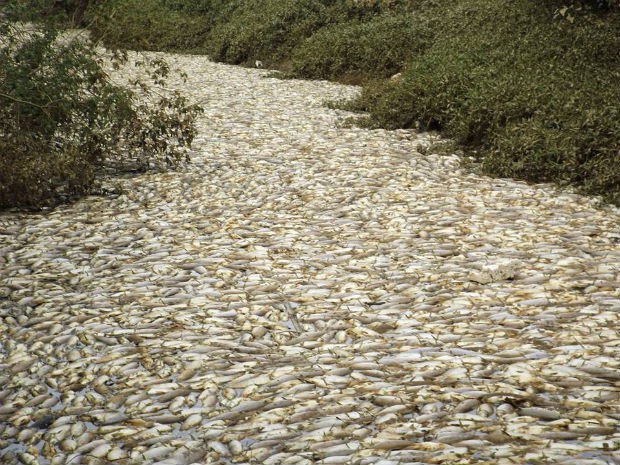 Morte de peixes em Salto (Foto: Arquivo Pessoal/Paulo Conti)