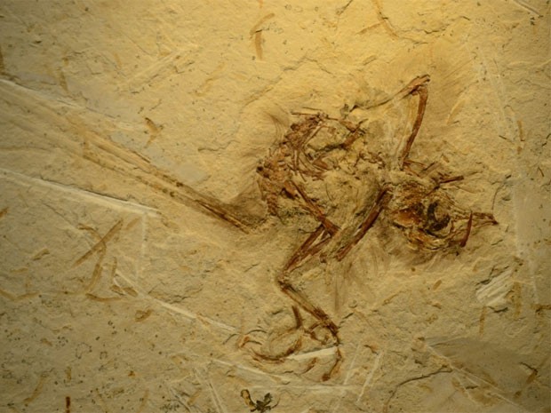 Fóssil de pássaro de 115 milhões milhões de anos foi encontrada na região que hoje equivale ao Nordeste brasileiro (Foto: Ismar Carvalho/Nature Communications)
