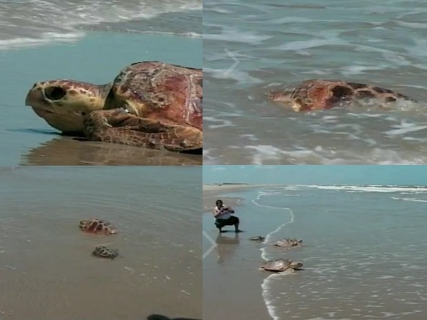 Tartarugas marinhas são devolvidas ao mar na praia do Cassino, RS (Foto: Reprodução/RBS TV)