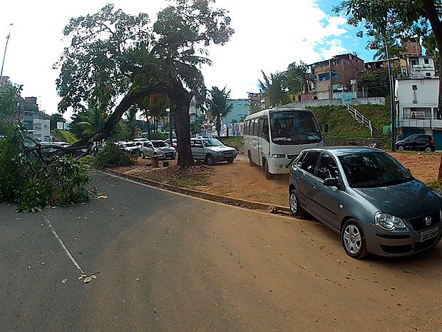 G Queda De Rvore Causa Transtornos Na Av Garibaldi Em Salvador