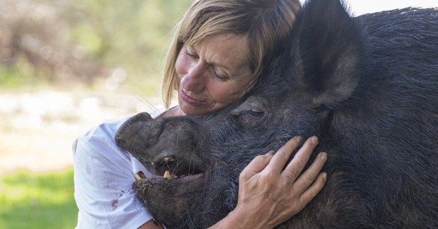 8 santuários de animais para visitar com a família (Foto: Divulgação) 8 santuários de animais para visitar com a família (Foto: Divulgação)