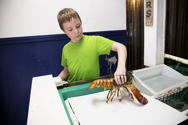 Ted Hyatt, de 12 anos, segura uma lagosta de duas cores na Cooperativa de Pescadores Pine Point  (Foto: Yoon S. Byun/Portland Press Herald via AP)