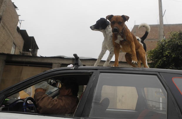 Cães sobre táxi nesta quinta-feira (11) em bairro de Lima, capital do Peru (Foto: Mariana Bazo/Reuters) Cães sobre táxi nesta quinta-feira (11) em bairro de Lima, capital do Peru (Foto: Mariana Bazo/Reuters)