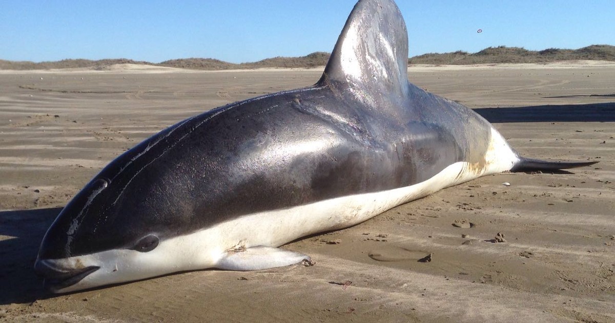 G1 Golfinho raro de 110 kg é encontrado morto na praia do Cassino RS