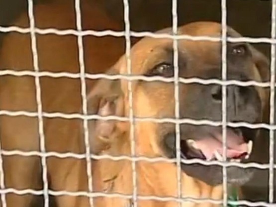 Hotéis para animais de estimação são alternativas para quem vai viajar e não tem com quem deixar o animal. (Foto: Reprodução TV TEM)