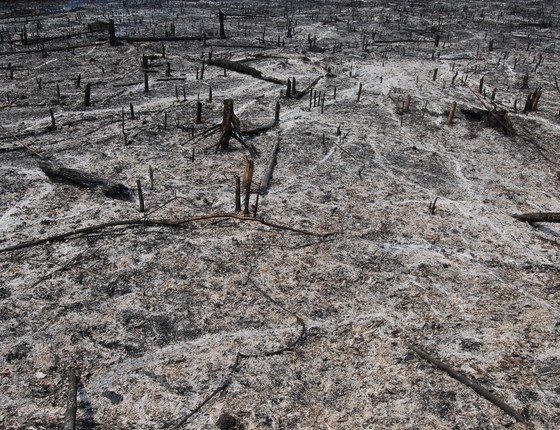 Floresta queimada na Amazônia (Foto: Erika Berenguer)
