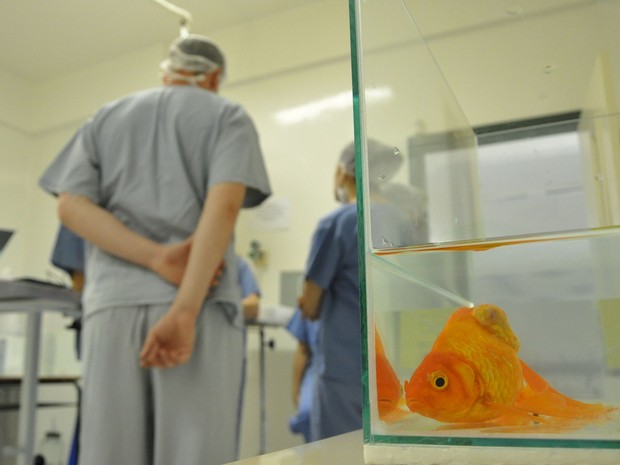 Peixe passa por cirurgia para retirada de tumor no RS (Foto: Gelsoli Casagrande/Divulgação)