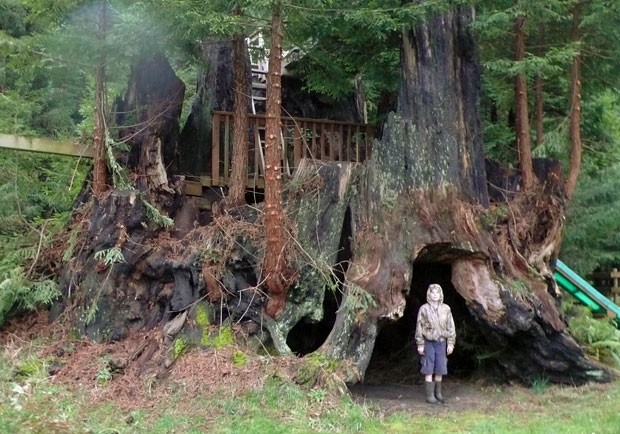 Exemplar da árvore sequoia-vermelha encontrada na California. Este espécime foi clonado e seus genes ajudarão na reprodução de novas árvores (Foto: Archangel Ancient Tree Archive/AP)
