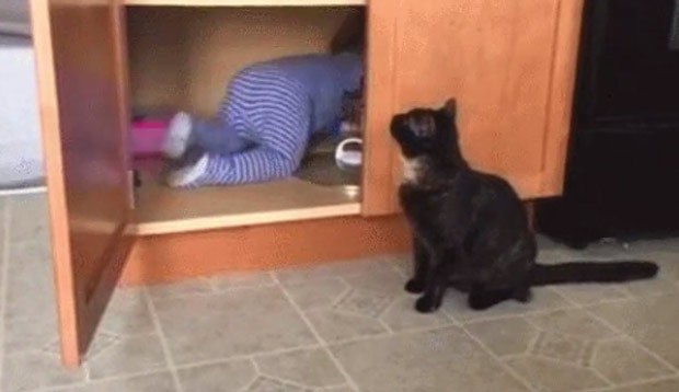Vídeo de 'gato malandro' trancando bebê em armário faz sucesso na web (Foto: Reprodução/Reddit/SAFE4WORKS) Vídeo de 'gato malandro' trancando bebê em armário faz sucesso na web (Foto: Reprodução/Reddit/SAFE4WORKS)