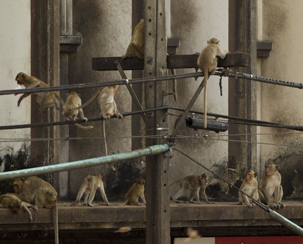 Cidade na Tailândia é infestada por macacos  (Foto: Divulgação/ TV Globo)