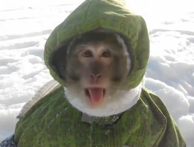 Animal aparece de casaco brincando na neve na Rússia (Foto: Reprodução)