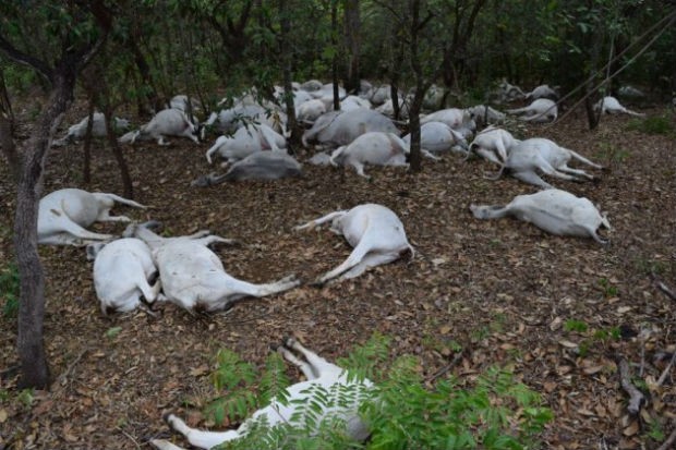 Raio mata gado - Paraíso do Tocantins 2 (Foto: Divulgação/Surgiu.com)