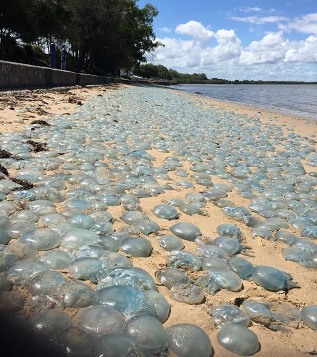 A invas&atilde;o das &aacute;guas-vivas