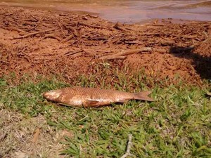 Por causa da lama, muitos peixes morreram no Rio Doce (Foto: Prefeitura de Rio Doce/Divulgação)