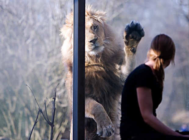 Leo tenta dar 'high five' em funcionria de zoolgico Hellabrunn em Munique, na Alemanha (Foto: Nicolas Armer, DPA/AFP)