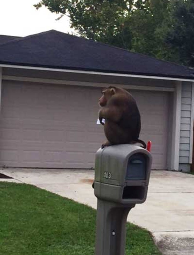 Macaco foi capturado após 'devorar' cartas de caixa de correio (Foto: Reprodução/YouTube/WFLA News)