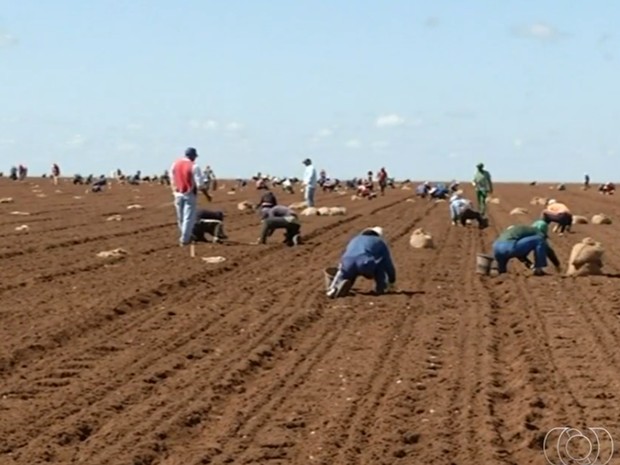 Agricultura é um dos setores que mais abriu vagas em Cristalina Goiás (Foto: Reprodução/TV Anhanguera)