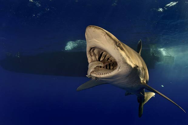 'A fotografia submarina é muito desafiadora', diz Brian Skerry. (Foto: Brian Skerry/Caters)