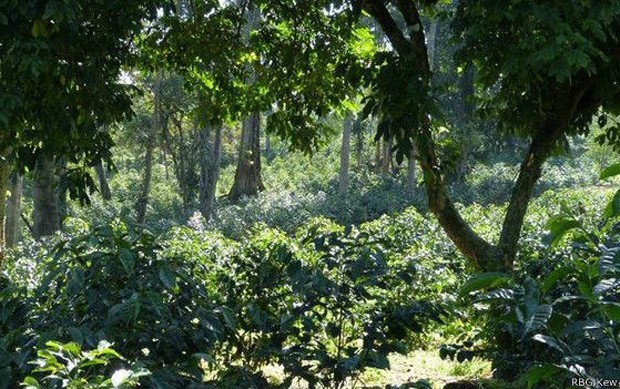 Cultivo de café na Etiópia, onde surgiu a popular espécie arábica  (Foto: RBG KEW/BBC)