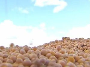 Mato Grosso do Sul colheu 6,1 milhões de toneladas de soja na safra 2013/2014 (Foto: Reprodução/TV Morena)