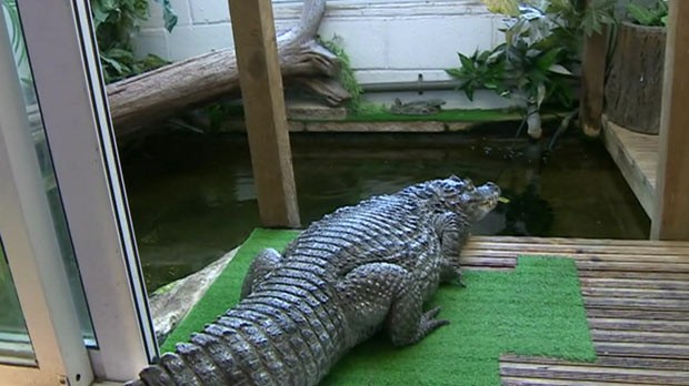 O crocodilo César (Foto: BBC)