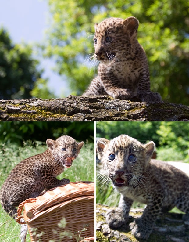 Leopardo-de-Java (Foto: AFP)