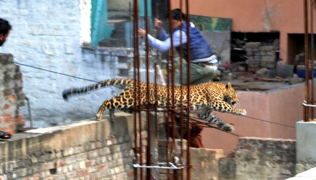 Leopardo que foi visto em área residencial tenta escapar de agentes na cidade indiana de Meerut (Foto: STR/AFP)