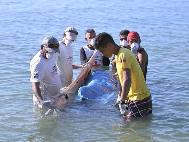 Homens fizeram o resgate do animal e vão examinar o estado de saúde da baleia (Foto: TV Verdes Mares/Reprodução)