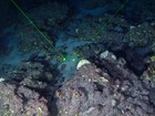 Registros inéditos mostram recifes de corais na costa do AP; veja imagens