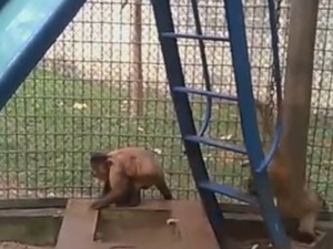 Macaco-prego também limpou o bebedouro do zoológico (Foto: Reprodução/EPTV)